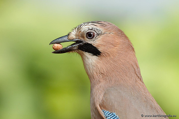 Kraaiachtigen, Bart Fotografie-152