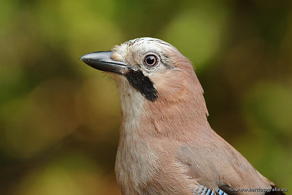 Kraaiachtigen, Bart Fotografie-153