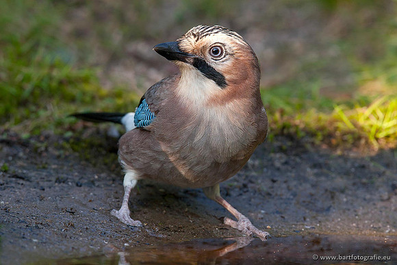 Kraaiachtigen, Bart Fotografie-155