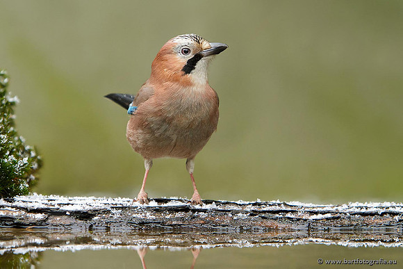 Kraaiachtigen, Bart Fotografie-156