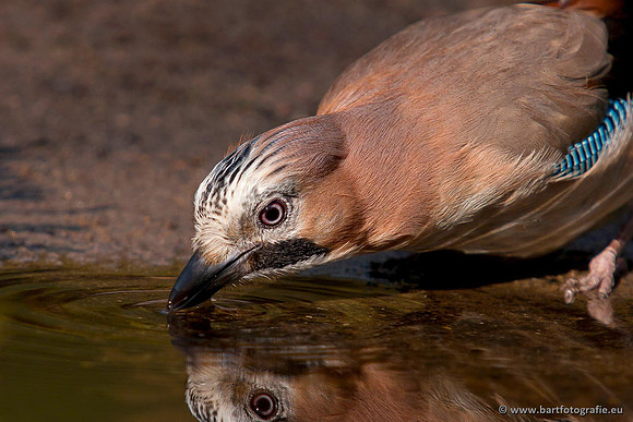 Kraaiachtigen, Bart Fotografie-157