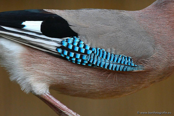 Kraaiachtigen, Bart Fotografie-162