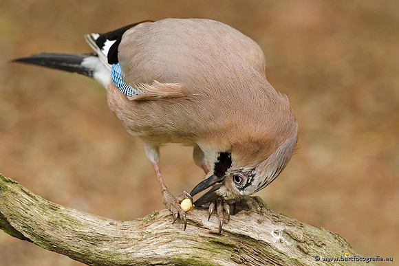 Kraaiachtigen, Bart Fotografie-163