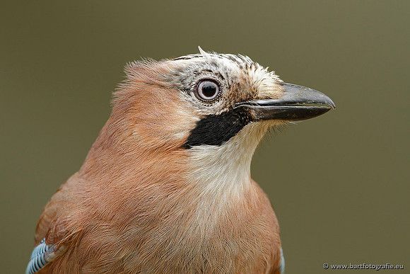 Kraaiachtigen, Bart Fotografie-164