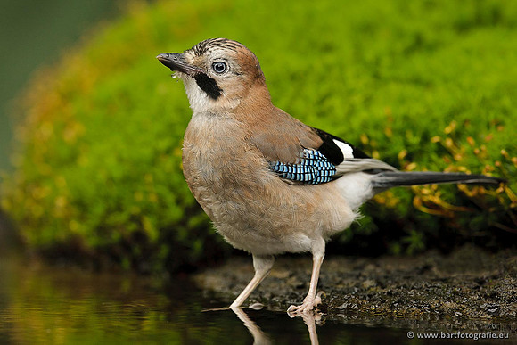 Kraaiachtigen, Bart Fotografie-165