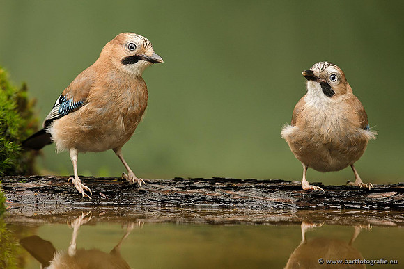 Kraaiachtigen, Bart Fotografie-167
