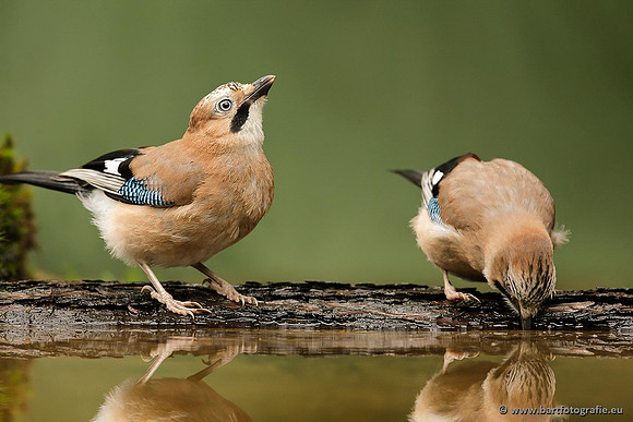Kraaiachtigen, Bart Fotografie-168