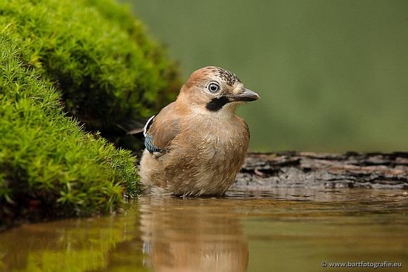 Kraaiachtigen, Bart Fotografie-169