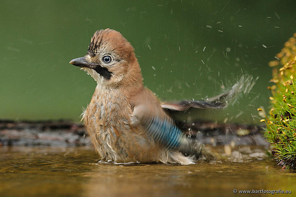Kraaiachtigen, Bart Fotografie-170