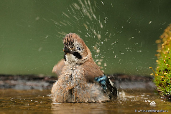 Kraaiachtigen, Bart Fotografie-171