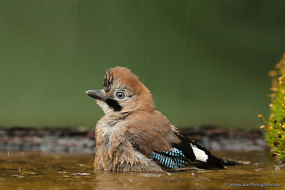 Kraaiachtigen, Bart Fotografie-172