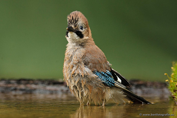 Kraaiachtigen, Bart Fotografie-173