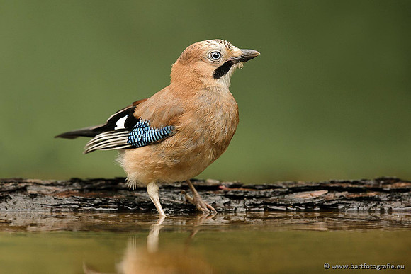 Kraaiachtigen, Bart Fotografie-166