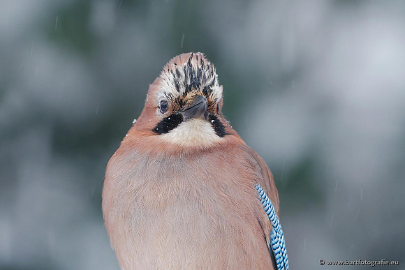 Kraaiachtigen, Bart Fotografie-174