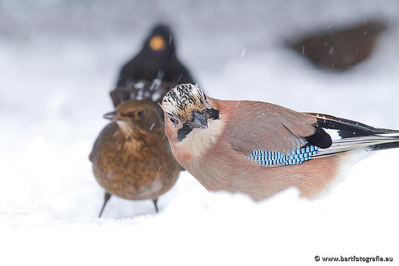 Kraaiachtigen, Bart Fotografie-179