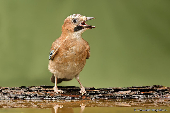 Kraaiachtigen, Bart Fotografie-181