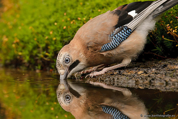 Kraaiachtigen, Bart Fotografie-182