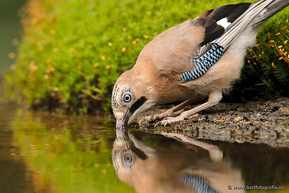 Kraaiachtigen, Bart Fotografie-183