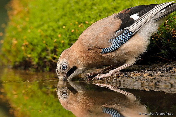Kraaiachtigen, Bart Fotografie-184