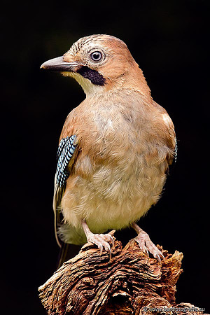 Kraaiachtigen, Bart Fotografie-185
