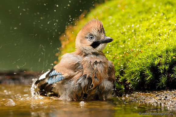 Kraaiachtigen, Bart Fotografie-192