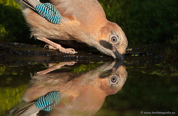 Kraaiachtigen, Bart Fotografie-197