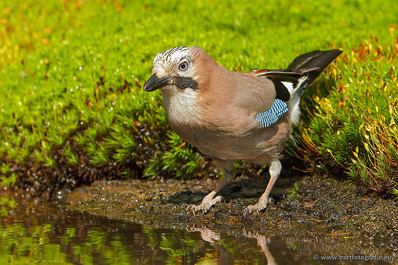 Kraaiachtigen, Bart Fotografie-198