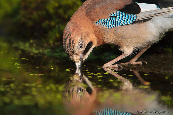 Kraaiachtigen, Bart Fotografie-199