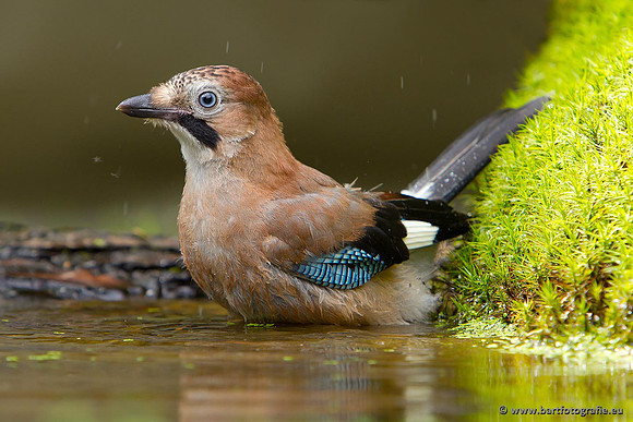 Kraaiachtigen, Bart Fotografie-201