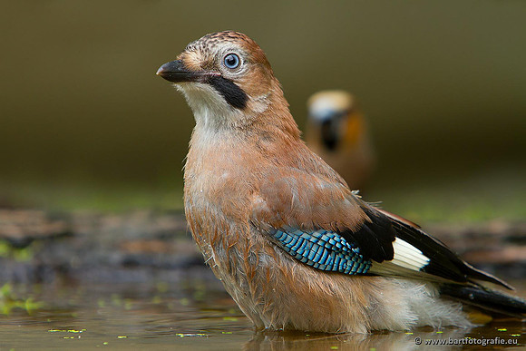 Kraaiachtigen, Bart Fotografie-202