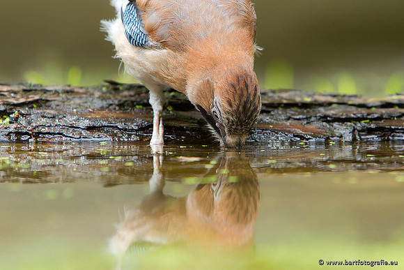 Kraaiachtigen, Bart Fotografie-203