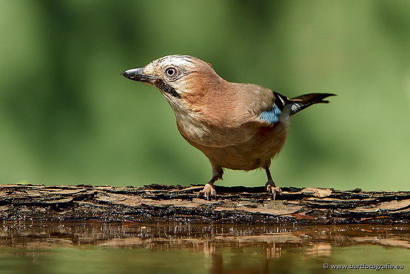 Kraaiachtigen, Bart Fotografie-204