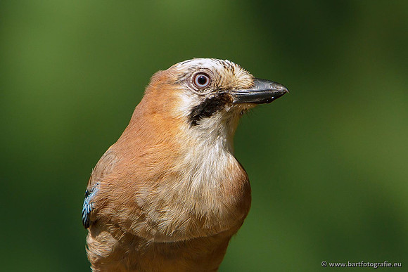 Kraaiachtigen, Bart Fotografie-206