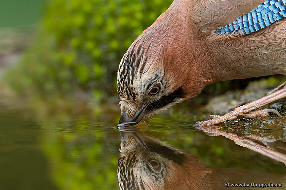 Kraaiachtigen, Bart Fotografie-208