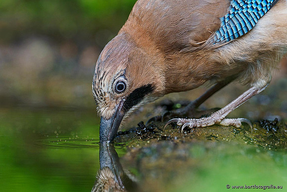 Kraaiachtigen, Bart Fotografie-209