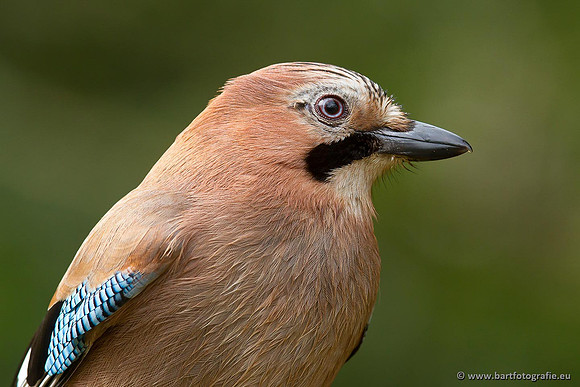 Kraaiachtigen, Bart Fotografie-210