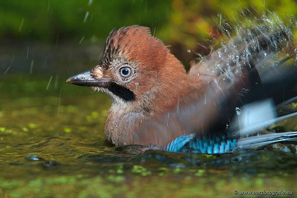 Kraaiachtigen, Bart Fotografie-207