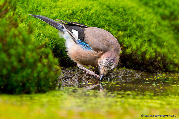 Kraaiachtigen, Bart Fotografie-213