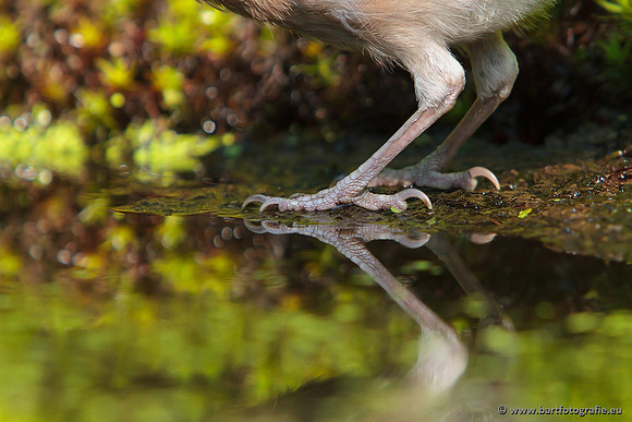 Kraaiachtigen, Bart Fotografie-214