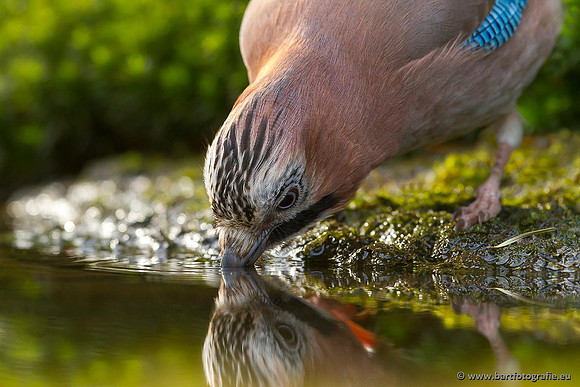 Kraaiachtigen, Bart Fotografie-215