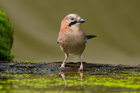 Kraaiachtigen, Bart Fotografie-216