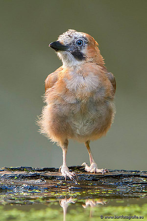 Kraaiachtigen, Bart Fotografie-217