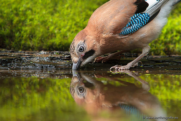 Kraaiachtigen, Bart Fotografie-218