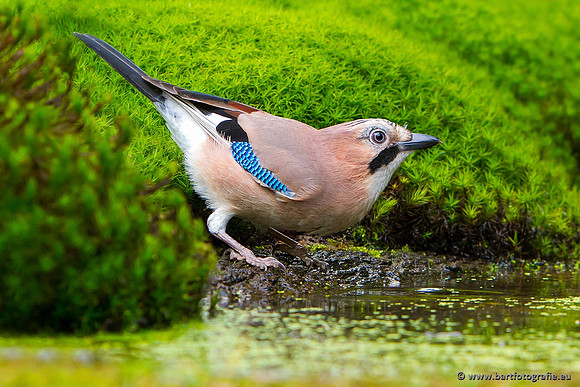 Kraaiachtigen, Bart Fotografie-219