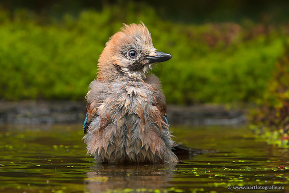 Kraaiachtigen, Bart Fotografie-220