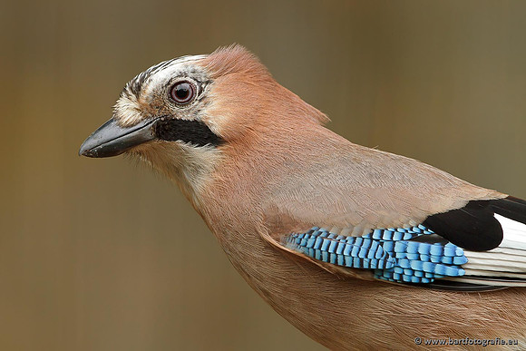 Kraaiachtigen, Bart Fotografie-221