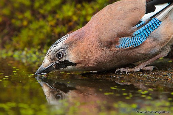 Kraaiachtigen, Bart Fotografie-222