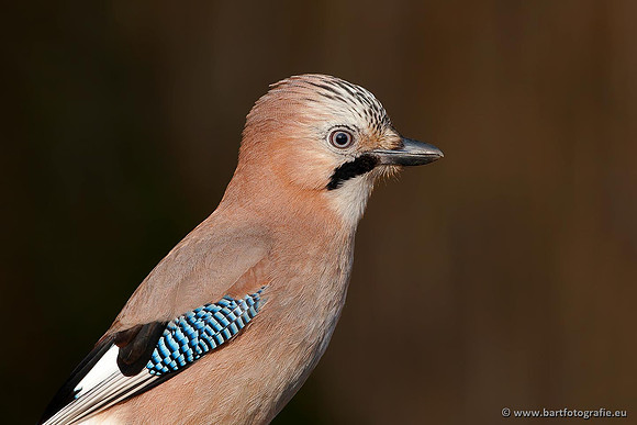 Kraaiachtigen, Bart Fotografie-223