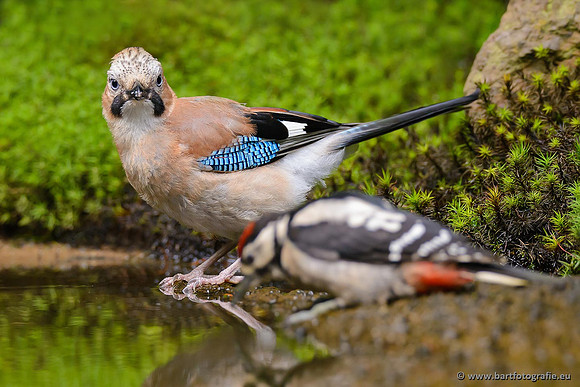 Kraaiachtigen, Bart Fotografie-224