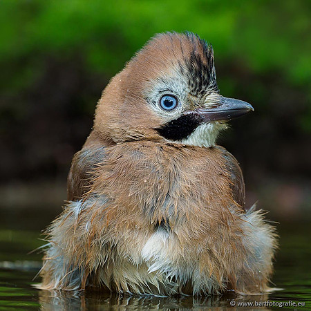 Kraaiachtigen, Bart Fotografie-226